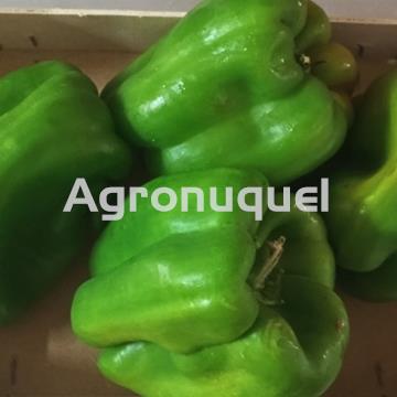 PIMIENTOS MORRÓN VERDES - Imagen 1