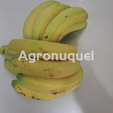 PLÁTANO ECOLÓGICO - Imagen 1