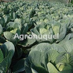 REPOLLO ECOLOGICO - Imagen 1