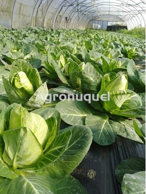 REPOLLO ECOLOGICO - Imagen 2