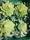 ROMANESCO ECOLOGICO - Imagen 1