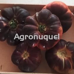 TOMATE AZUL - Imagen 1