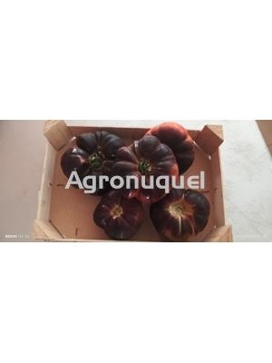 TOMATE AZUL - Imagen 1