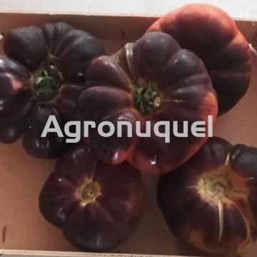 TOMATE AZUL - Imagen 1