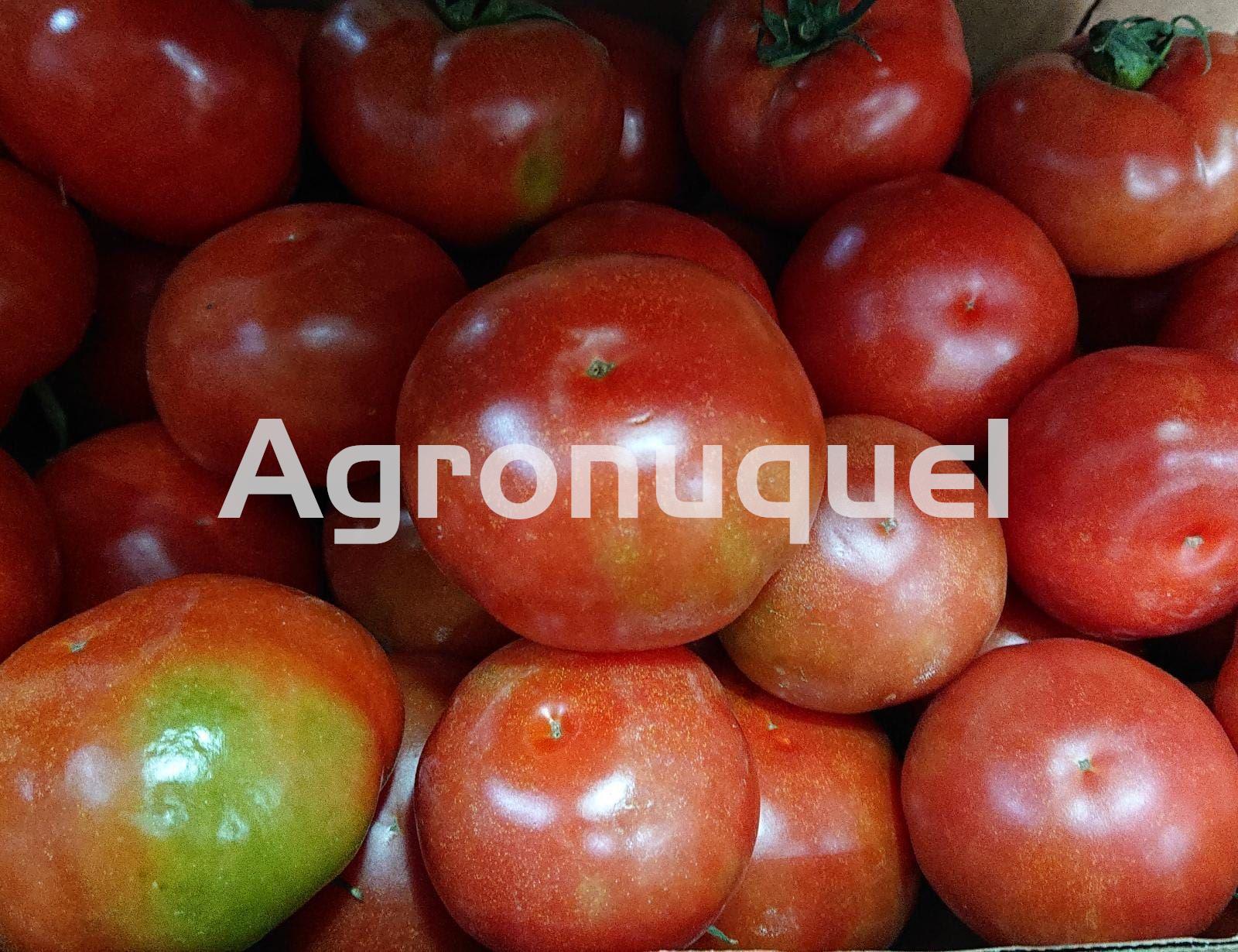 TOMATE ECO - Imagen 1