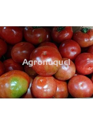 TOMATE   ECO - Imagen 1