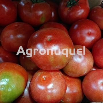 TOMATE   ECO - Imagen 1