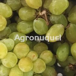 UVA BLANCA - Imagen 1