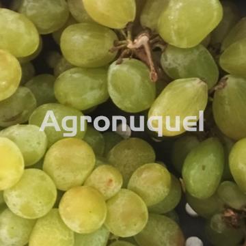 UVA BLANCA - Imagen 1