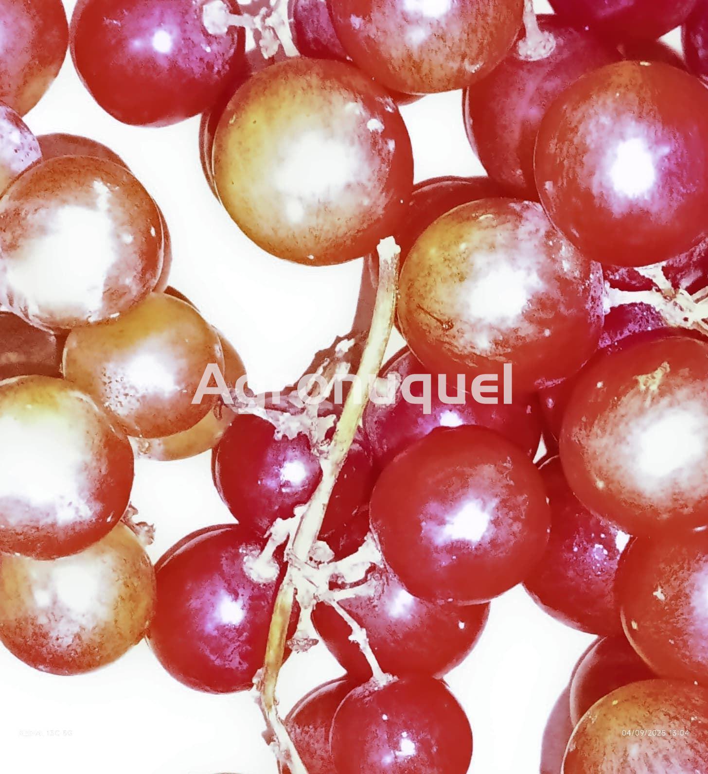 UVA ROSADA - Imagen 1