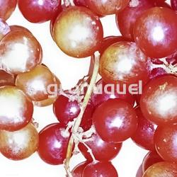 UVA ROSADA - Imagen 1