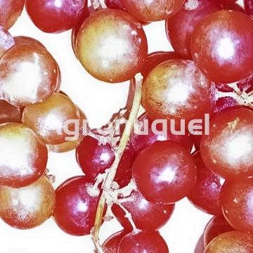 UVA ROSADA - Imagen 1