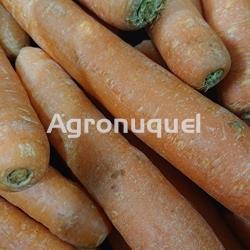 ZANAHORIA - ECOLÓGICA - Imagen 1