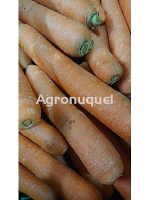 ZANAHORIA - ECOLÓGICA - Imagen 1