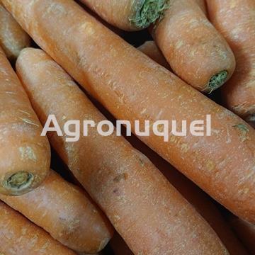 ZANAHORIA - ECOLÓGICA - Imagen 1